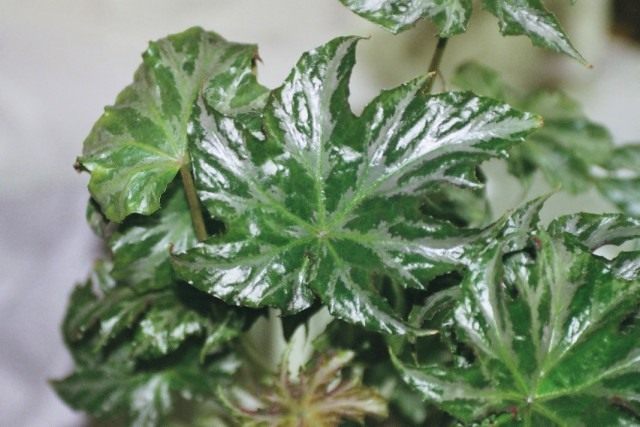Бегония диадема «Сильвер Стар» (Begonia diadema 'Silver Star')