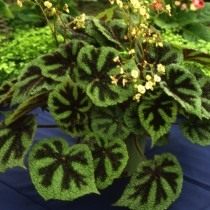 Бегония Мэсона (Begonia masoniana)