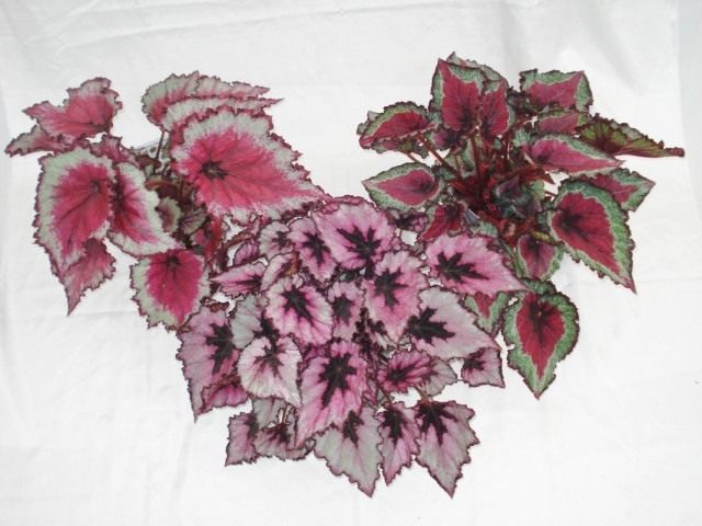 Бегонии королевские (Begonia rex)