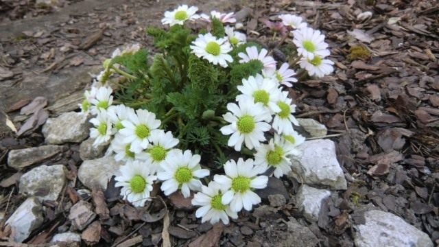 Каллиантемум, также Красивоцвет, или Рутовник (Callianthemum) Каллиантемум, также Красивоцвет, или Рутовник (Callianthemum)
