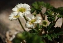 Каллиантемум, также Красивоцвет, или Рутовник (Callianthemum)