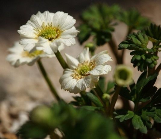 Каллиантемум, также Красивоцвет, или Рутовник (Callianthemum)