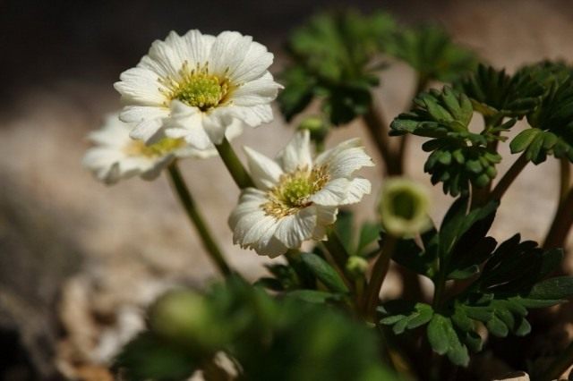 Каллиантемум, также Красивоцвет, или Рутовник (Callianthemum) Каллиантемум, также Красивоцвет, или Рутовник (Callianthemum)