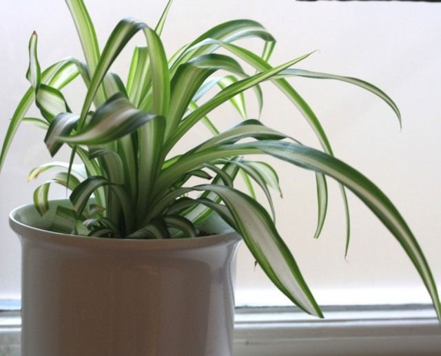 Хлорофитум (Chlorophytum)