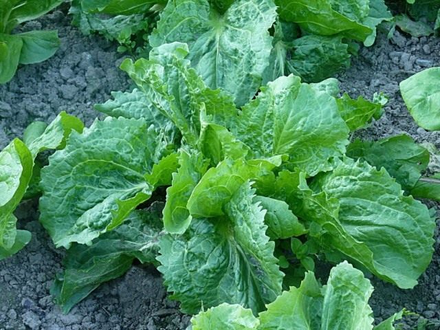 Эндивий, или Цикорий салатный (Cichorium endivia) Эндивий, или Цикорий салатный (Cichorium endivia)