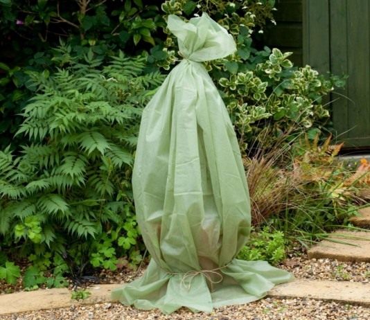 Укрытие клематиса на зиму