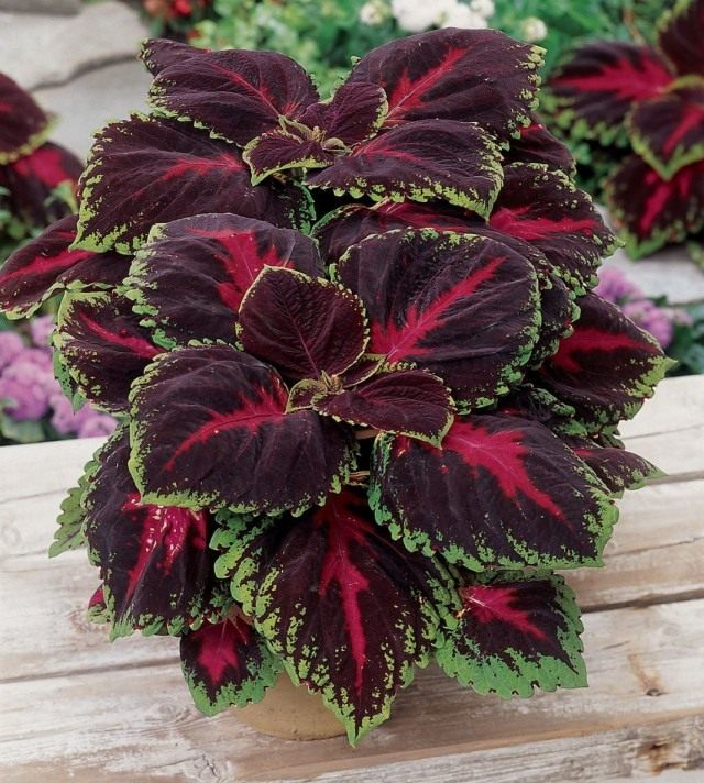 Колеус (Coleus) Колеус (Coleus)