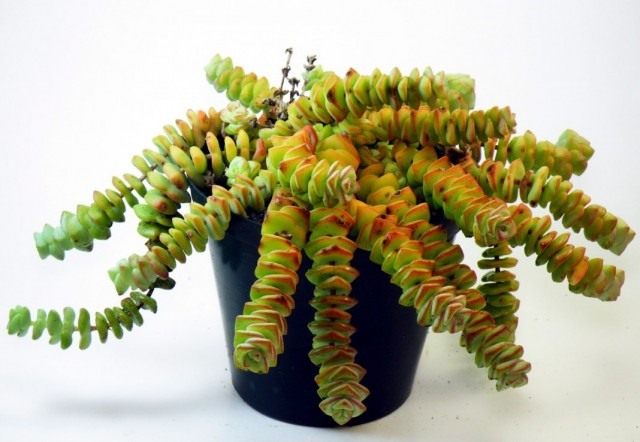 Толстянка скальная, или Крассула скальная (Crassula rupestris)