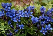 Горечавка (Gentiana)