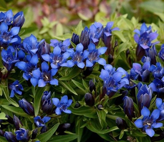 10 беспроигрышных садовых комбинаций с горечавкой - Цветы многолетние Горечавка (Gentiana)