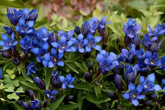 Горечавка (Gentiana)