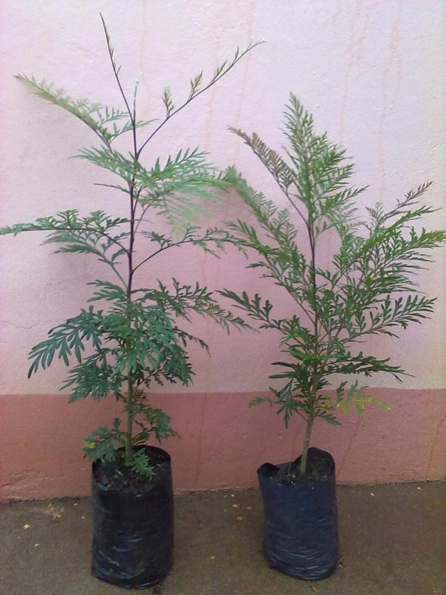 Гревиллея крупная (Grevillea robusta)