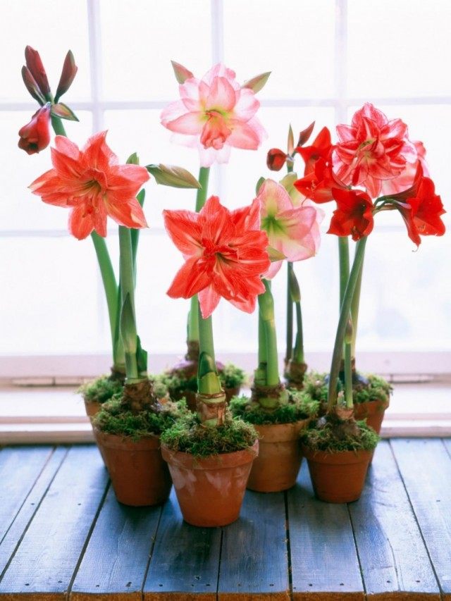 Гиппеаструм (Hippeastrum)