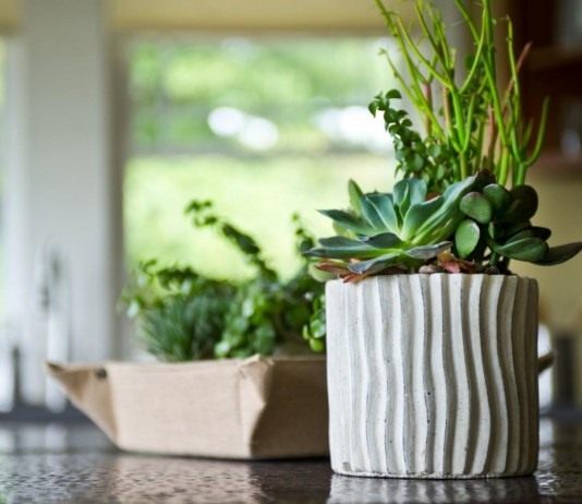 Комнатные растения в кухне