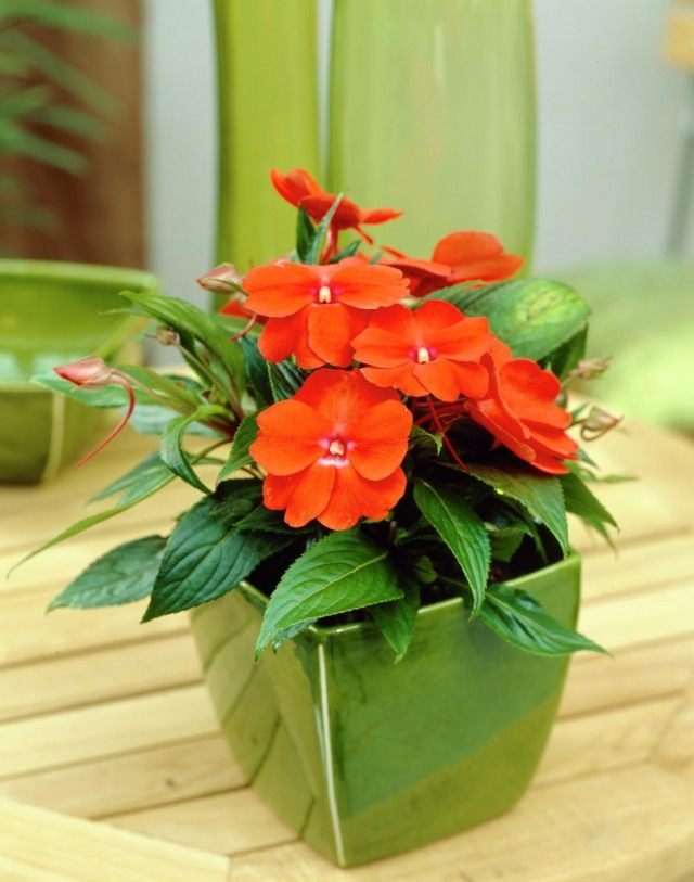 Бальзамин, или Недотрога Уоллера (Impatiens walleriana)