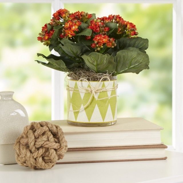 Каланхоэ (Kalanchoe)