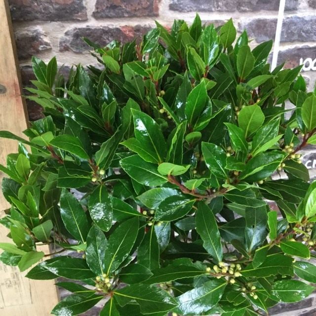 Лавр благородный (Laurus nobilis) Лавр благородный (Laurus nobilis)