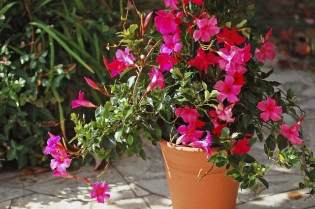 Мандевилла Сандера (Mandevilla sanderi)