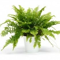 Нефролеписы (Nephrolepis)