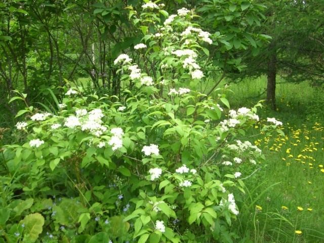 Чубушник тонколистный (Philadelphus tenuifolius) Чубушник тонколистный (Philadelphus tenuifolius)