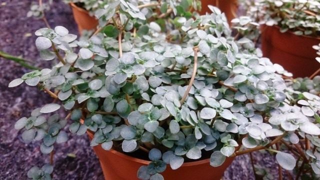 Пилея либанская или Пилея ливанская (Pilea libanensis)