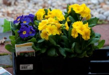 Первоцвет высокий, или Примула высокая (Primula elatior)