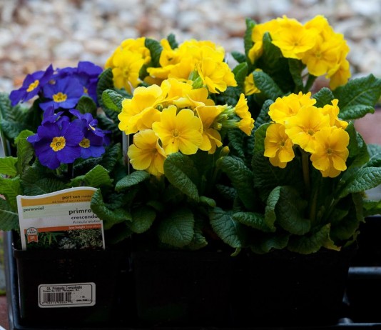 Первоцвет высокий, или Примула высокая (Primula elatior)