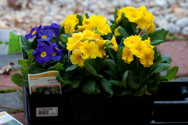 Первоцвет высокий, или Примула высокая (Primula elatior)