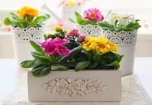 Примулы в комнатных условиях