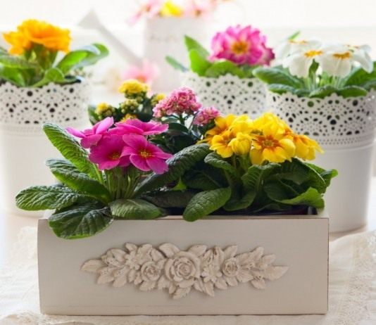 Примулы в комнатных условиях