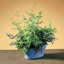 Птерис критский (Pteris cretica)
