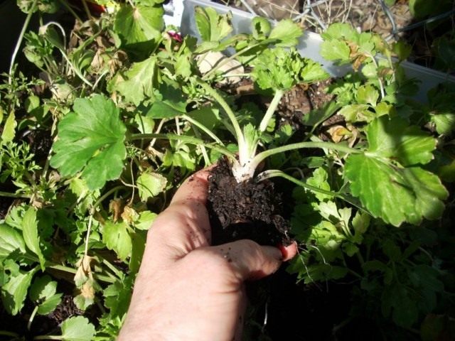 Рассада Лютика садового, Ранункулюса Рассада Лютика садового, Ранункулюса