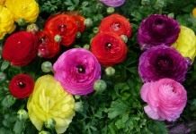 Лютик азиатский, или Лютик садовый, Ранункулюс (Ranunculus asiaticus)