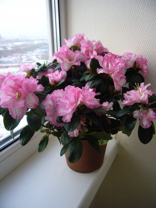 Рододендрон — Азалия (Rhododendron)