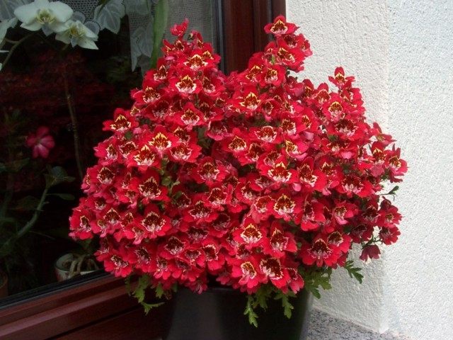 Схизантус визетонский (Schizanthus wisetonensis)