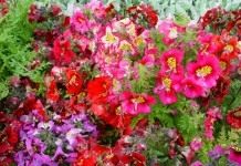 Схизантус визетонский (Schizanthus wisetonensis)