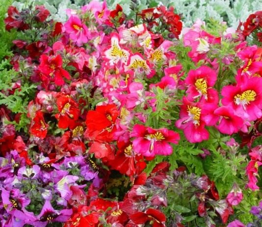 Схизантус визетонский (Schizanthus wisetonensis)