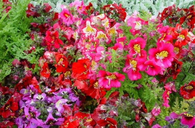 Схизантус визетонский (Schizanthus wisetonensis)