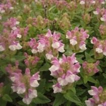Шлемник альпийский «Аркобалено» (Scutellaria alpina 'Arcobaleno') Шлемник альпийский «Аркобалено» (Scutellaria alpina 'Arcobaleno')