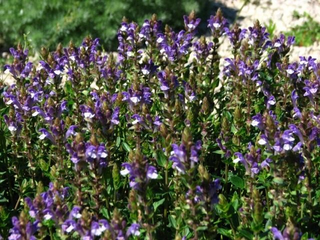 Шлемник байкальский (Scutellaria baicalensis) Шлемник байкальский (Scutellaria baicalensis)