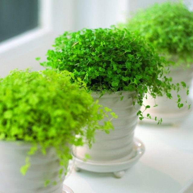 Солейролию солейрольскую (Soleirolia soleirolii) Солейролию солейрольскую (Soleirolia soleirolii)