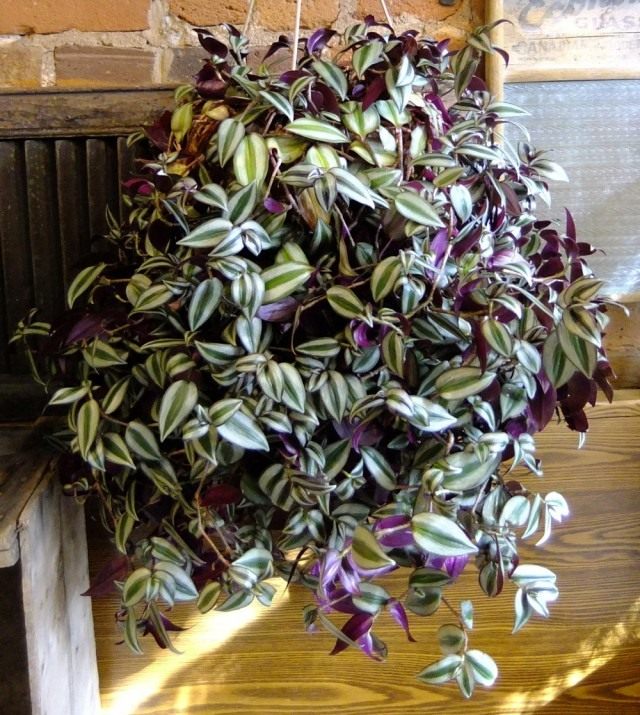 Традесканция висячая (Tradescantia zebrina) Традесканция висячая (Tradescantia zebrina)