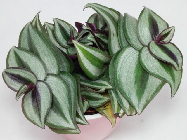 Традесканция висячая (Tradescantia zebrina) Традесканция висячая (Tradescantia zebrina)