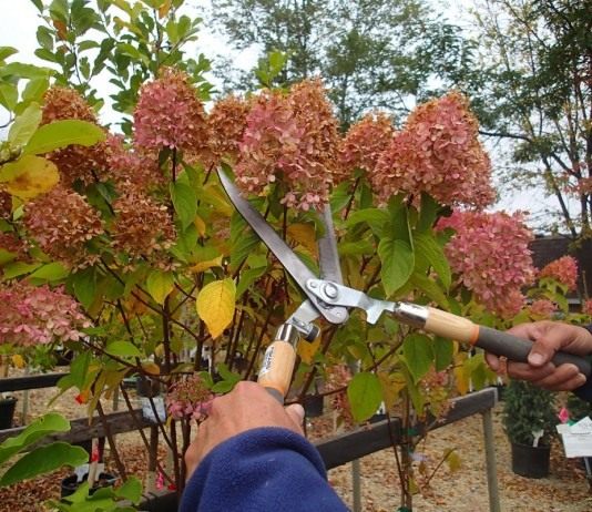 Осенняя подготовка гортензий к укрытию на зиму