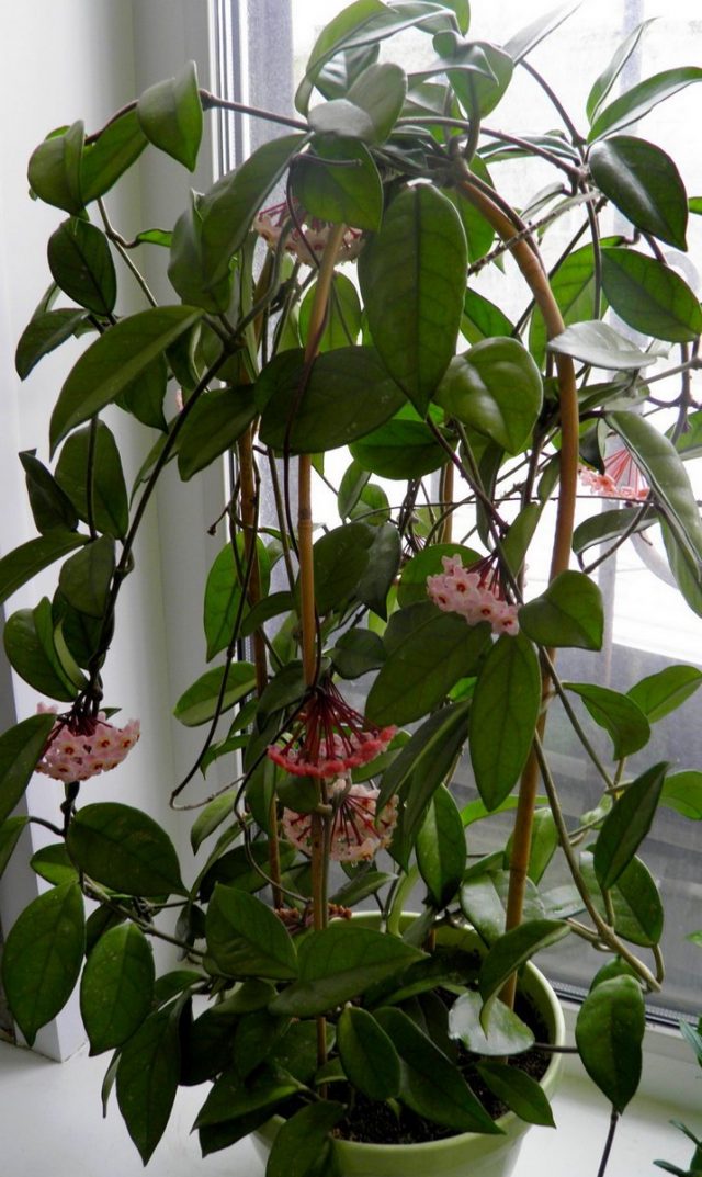 Хойя карноза (Hoya carnosa)