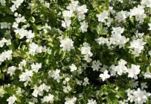 Чубушник (Philadelphus)