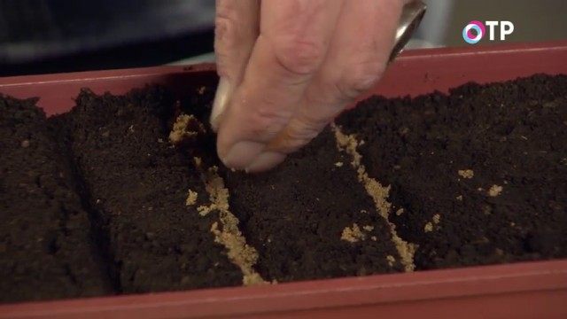 Присыпаем канавки речным песком