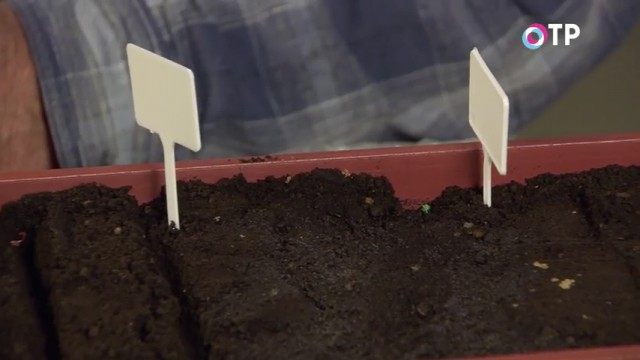 Ставим маячки и подписываем сорта и культуры