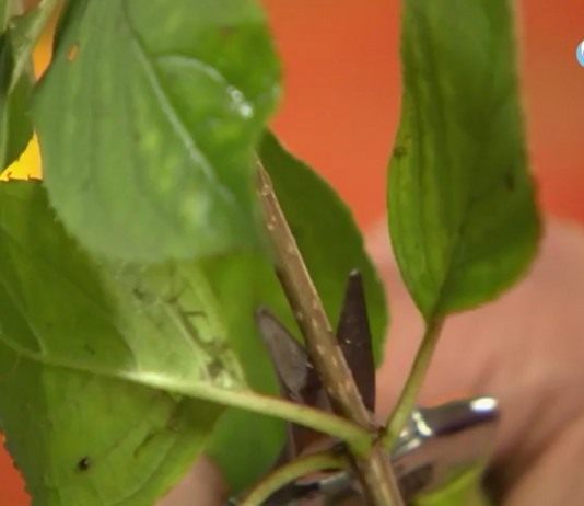 Делаем срез в двух сантиметрах над третьим узлом черенка