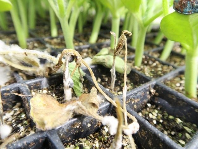 Погибшие от плесени всходы рассады Погибшие от плесени всходы рассады